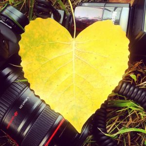 Yellow leaf in the shape of a heart